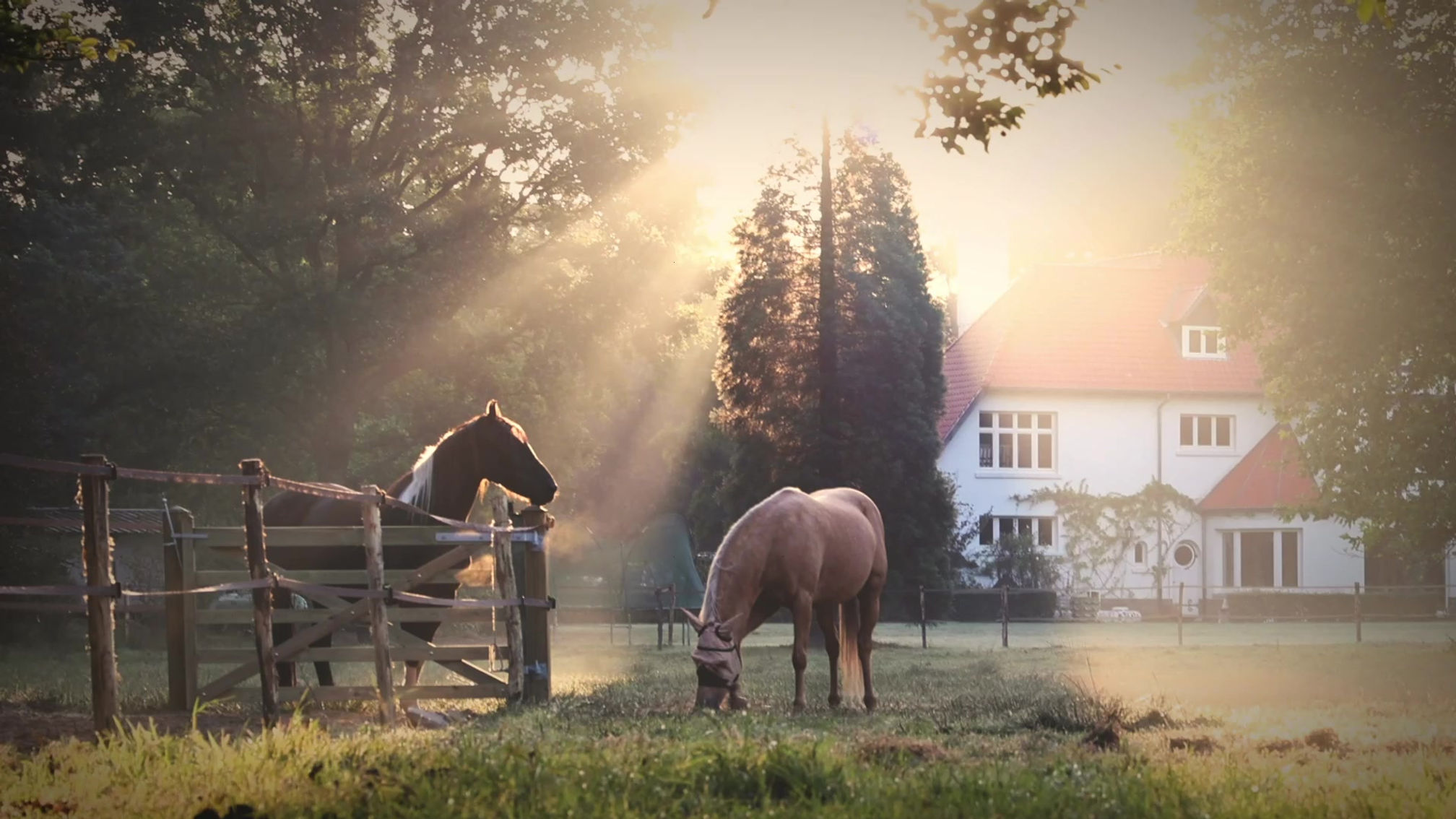 Coaching with Horses
